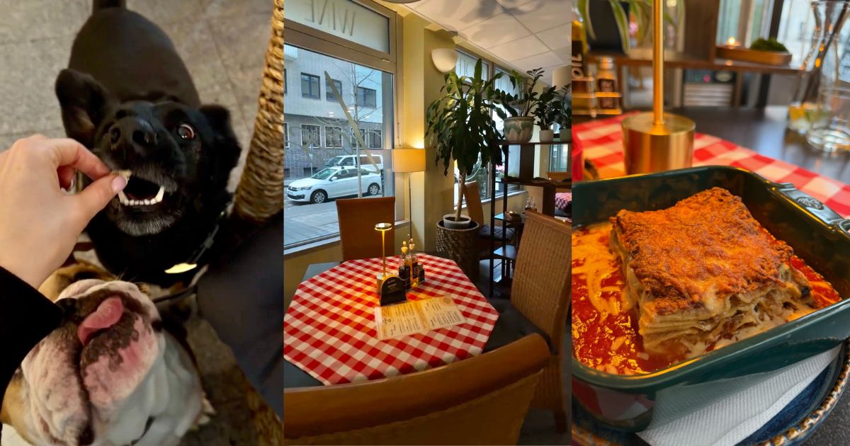 recenzia bistro maestro lasagne